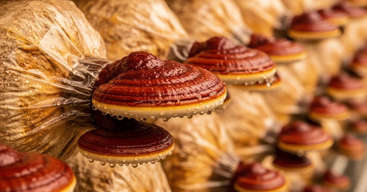 Wie wird Ganoderma von DXN angebaut?